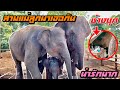 ปล่อย3เเม่ลูกรมเจอกัน❗️น้องตุลา❗️แหกคอก มาแย่งแกงคนกิน ได้ข่าวมีช้างทำคน!?