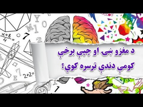 د مغزو ښۍ او چپې برخې کومې دندې لري؟