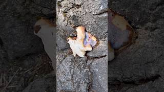 Red Reishi! (Ganoderma resinaceum) 🍄 Part 1