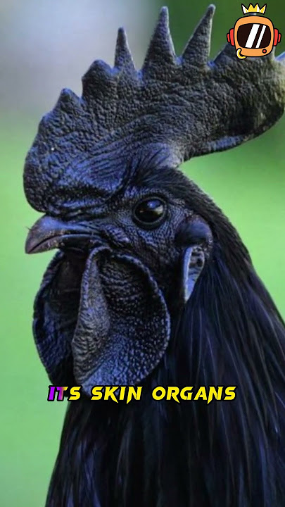 Black chicken from Indonesia with black eggs #shorts #indonesia #chicken #black