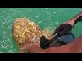 Sea turtle rescue in Islamorada, Florida