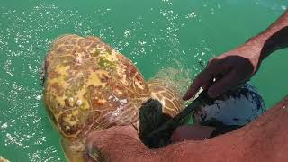 Sea turtle rescue in Islamorada, Florida