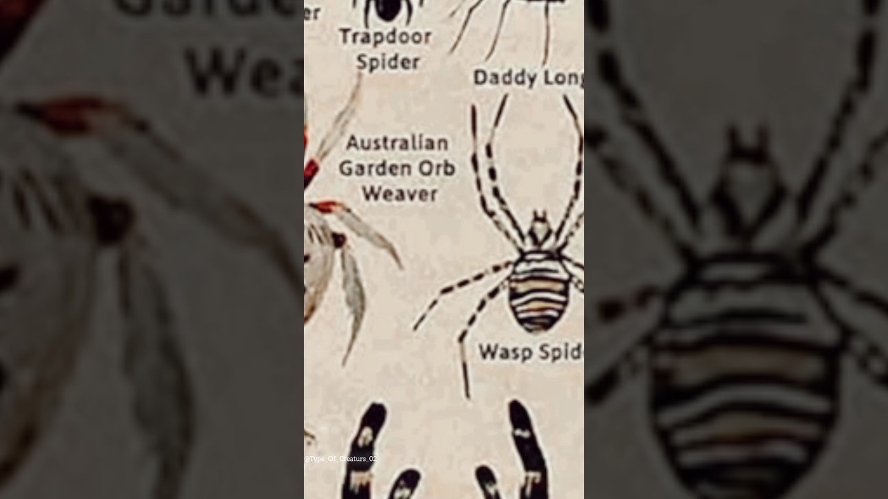 Type_Of_Spiders 😱 ||Wasp Spider||PART_17||