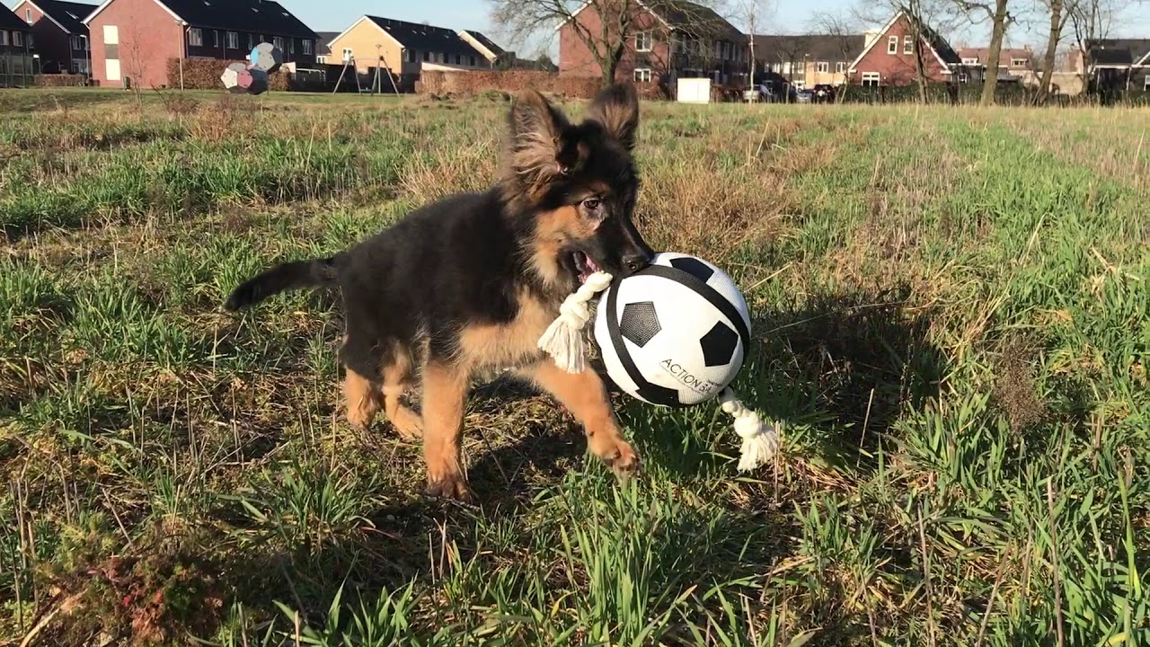 Oudduitse Herder 4 maand oud.