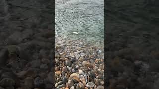 Осень 🍂, крайняя рыбалка 🎣 перед ледоставом 🧊. Байкальский 🌊 хариус 🐟- «Морсак».