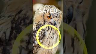 This World V2 - Sayed No Copyright Music