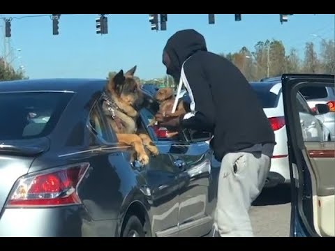 Big dog kisses little dog in this red light meet cute (Video) Any Articles News