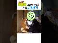 루이,후이 옆집 사는 레서판다 레몬이의 사과집착🍎ㅋㅋㅋ 콧물인지 침인지 난리났네🤣🤣🤣 #판다 #레서판다 #레몬이 #바오패밀리 #이웃사촌 #panda #everland #🐼