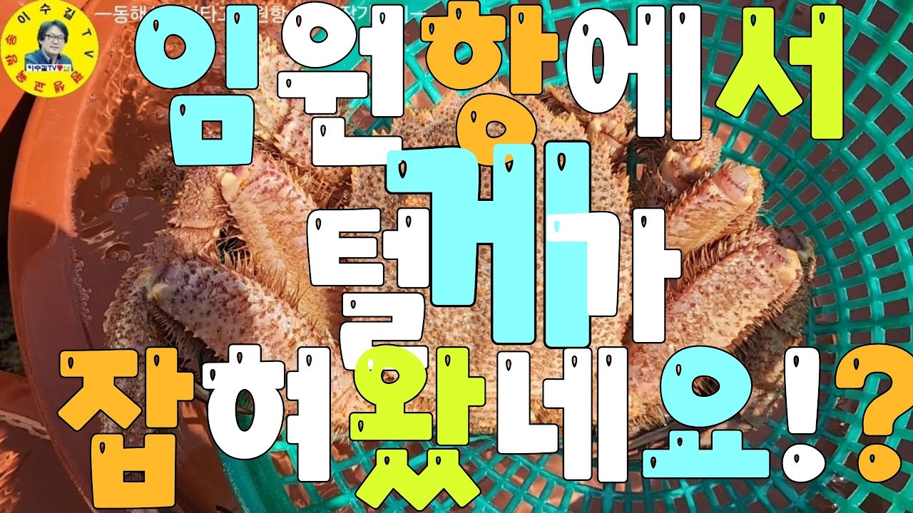 水産市場 삼척시 임원항 수협위판장, 난전어시장, 건어물시장, 활어회센터 각종수산물 견문록♡삶2400/Samcheok Imwon port fish market, korea