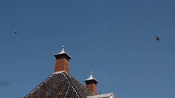 Gierzwaluwen ochtendvlucht Appingedam