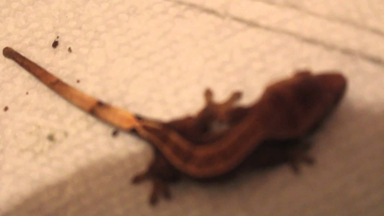 geckos for sale Expo Update
