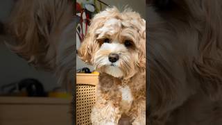 you looking at me? #funnydog #cavapoo