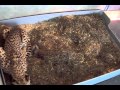 view SCBI Cheetah Cubs (Pt 2) digital asset number 1