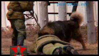 Dogs in Russian army