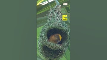 Aerial Engineering: Birds and Their Intricate Nest-Making (5) 🦃#cute #birds #nest
