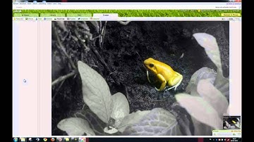 Color splash with Picasa + Picnik