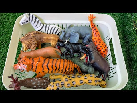 動物園学 - Zoo Animals Our Animals - Bronx Zoo
