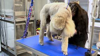 Local pet groomer raises funds for Augusta restaurant owner after heart surgery
