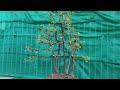( đã bán )M436. gl ae một cây cẩm thị. giá 200k .lh 0933648634 .