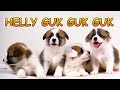 Anjing Kecil | helly guk guk guk | lagu anak indonesia | Hewan Lucu | cute puppies