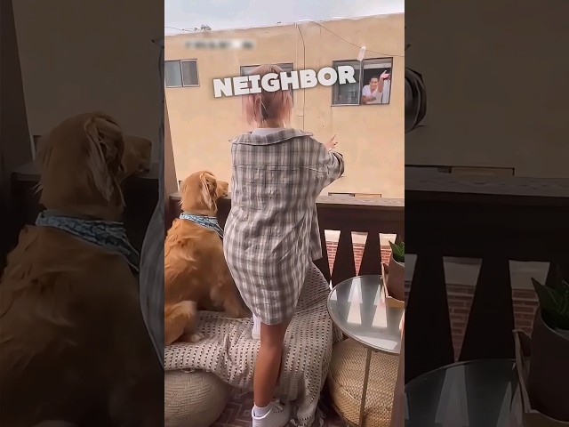 Golden retreiver retreives boyfriend for lonely owner 🤣❤️ #shorts class=