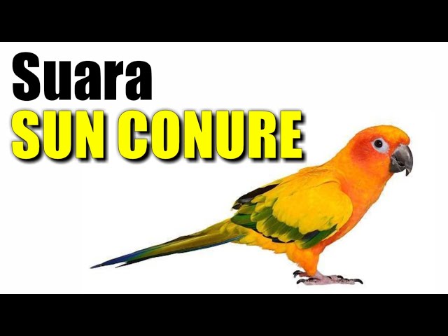 SUN CONURE SOUNDS | Suara Sun Conure class=