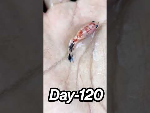 Nemo Copper Galaxy Betta Transformation | Mutation process of Betta ❤️ Day 10-120