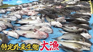 ついにぜんぶ抜いたか！？特定外来生物アメリカナマズを釣りに釣ったり、300匹！