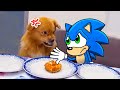 Don&#39;t Touch My Food, Sonic !! Angry Dog Protects His Food 😾🐶 Sonic in Real Life | Funniest Dogs