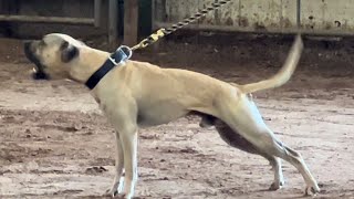 American Pitbulls Terriers compete in ADBA Conformation Show Champion males class!