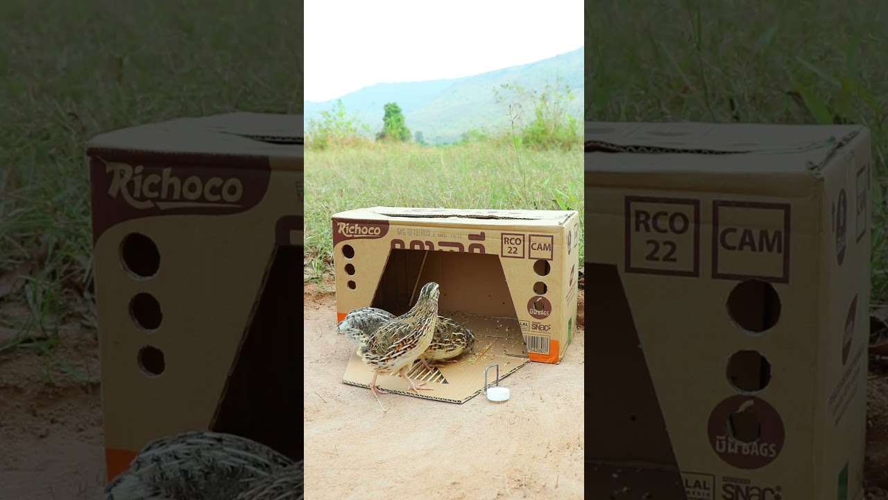 Easy Bird Trap Technique - Quail Trap 