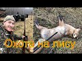 Охота на лису с манком \ Vulpes vulpes \ fox  22lr