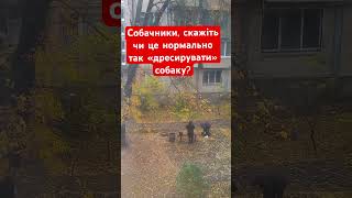Собачники, чи це нормально так «дресирувати» собаку? #сергійбалаян #сергейбалаян