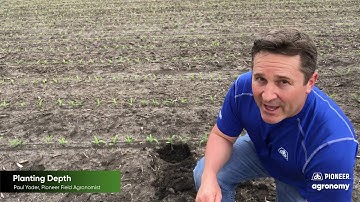 Corn Planting Depth: 5 Reasons Why It