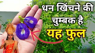 चुम्बक की तरह आता है पैसा | अपराजिता के पौधे का महत्व | aprajita plant vastu tips @shivmhapuran2m