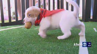 Oahu charity hosts their own puppy bowl to score homes for pups