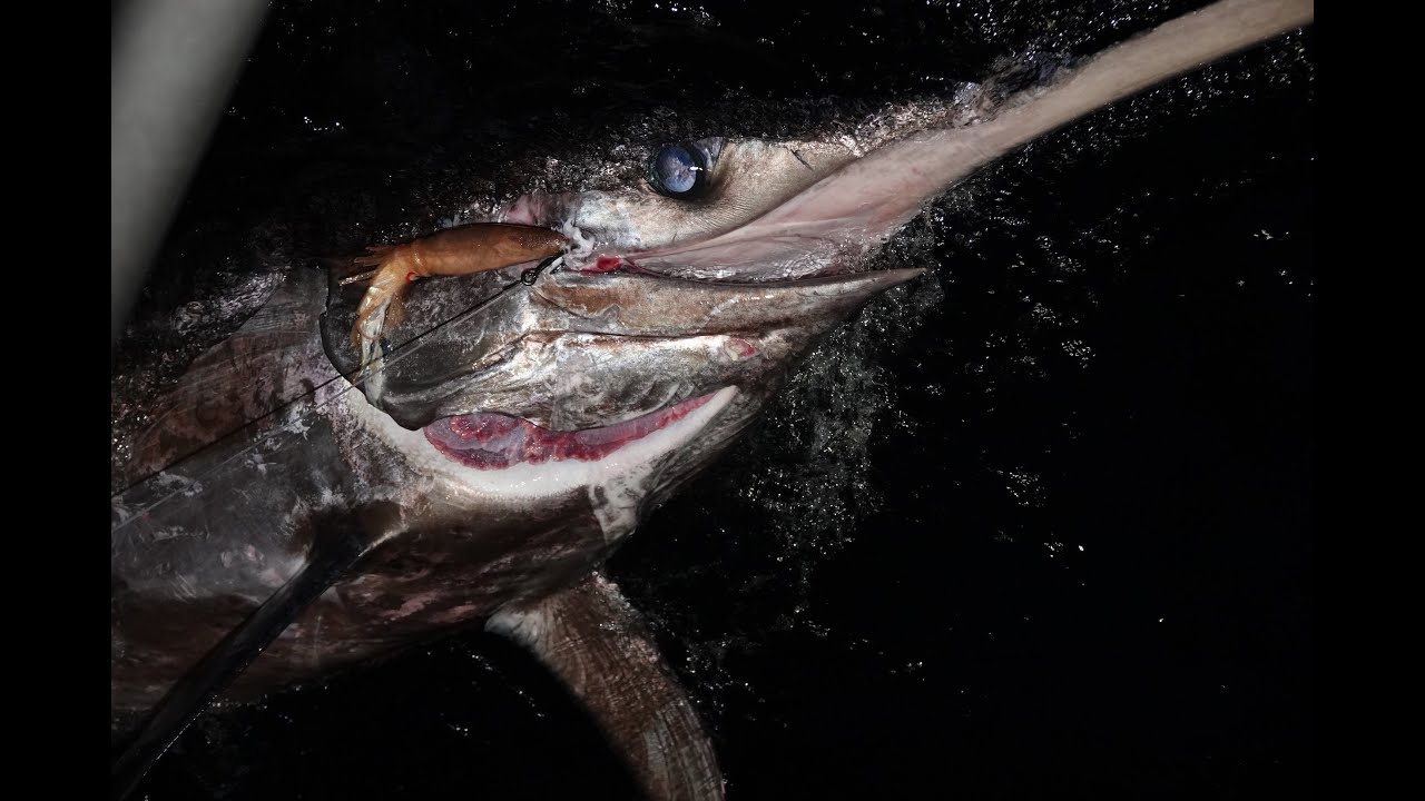 Southern Swordfish