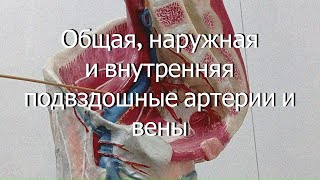 Тема 13. Общая, наружная и внутренняя подвздошные артерии и вены.  Поясничное сплетение