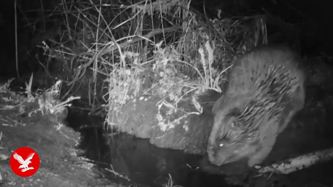 Beaver caught on camera farting on wildlife camera