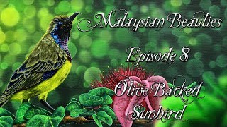 Malaysian Beauties Ep8 Olive Backed Sunbird
