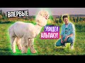 ВПЕРВЫЕ УВИДЕЛИ АЛЬПАК | ОДИН ДЕНЬ В ПАРКЕ С АЛЬПАКАМИ