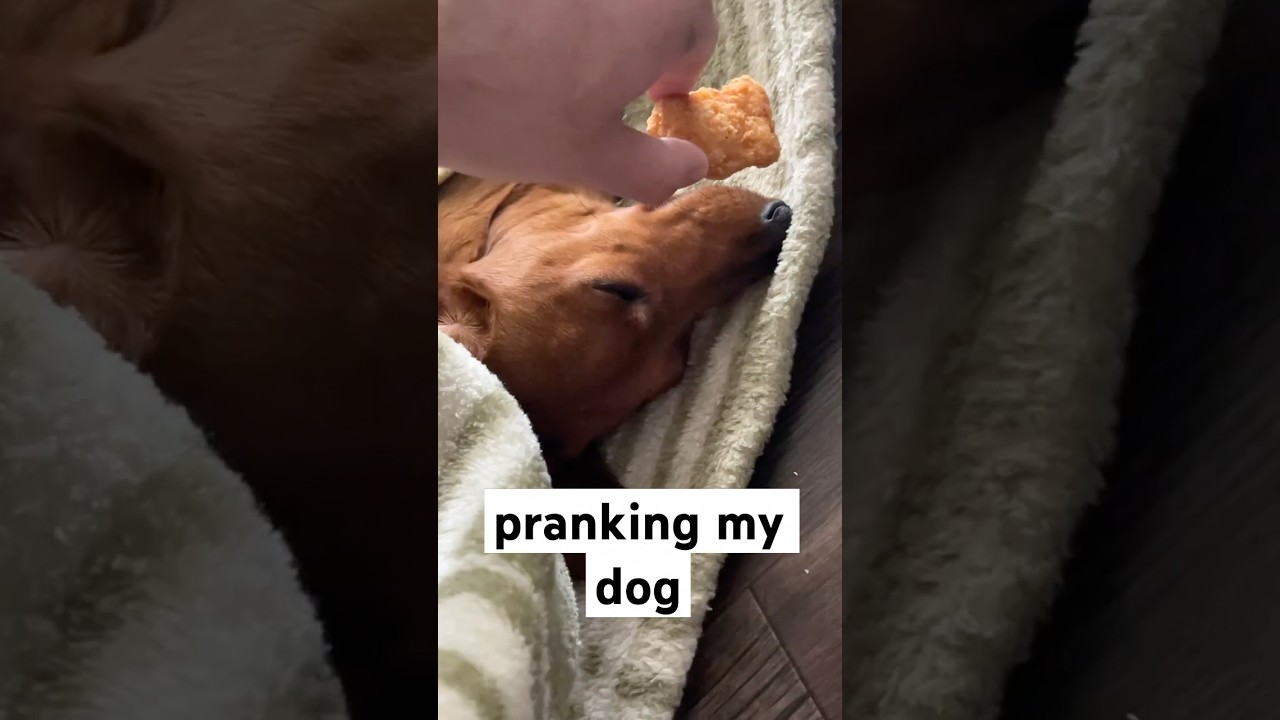 Will my dog wake up from smelling food?