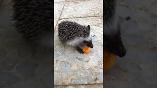 Mr hedgehog eating carrot by Bingo Bingo 412 views 3 years ago 3 minutes, 10 seconds