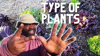 Best Plant Types For Beginner Gardeners | 2024