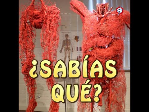 Así es el