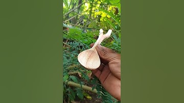 just a spoon shaped according to what nature gives🩸 #woodworking #chisel #wood
