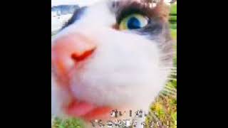 close cat