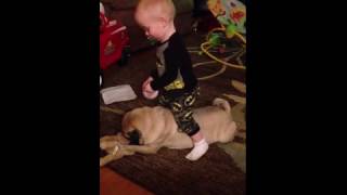 A young boy sits on a pug dog, then falls off when the do...