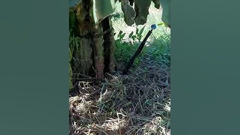 BÉC CHỐNG CÔN TRÙNG 3 (BÉC TƯỚI CHO CÂY TRỒNG _ THANH LONG...)