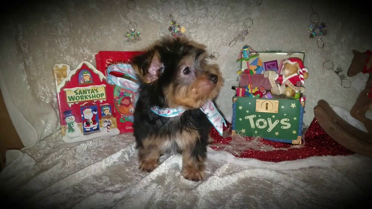 ToyBox Puppies, MO. Seth(2) YouTube